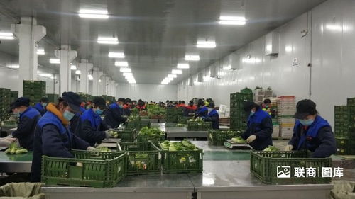 探訪物美包裝菜加工廠 日產(chǎn)200噸背后的現(xiàn)代化供應鏈